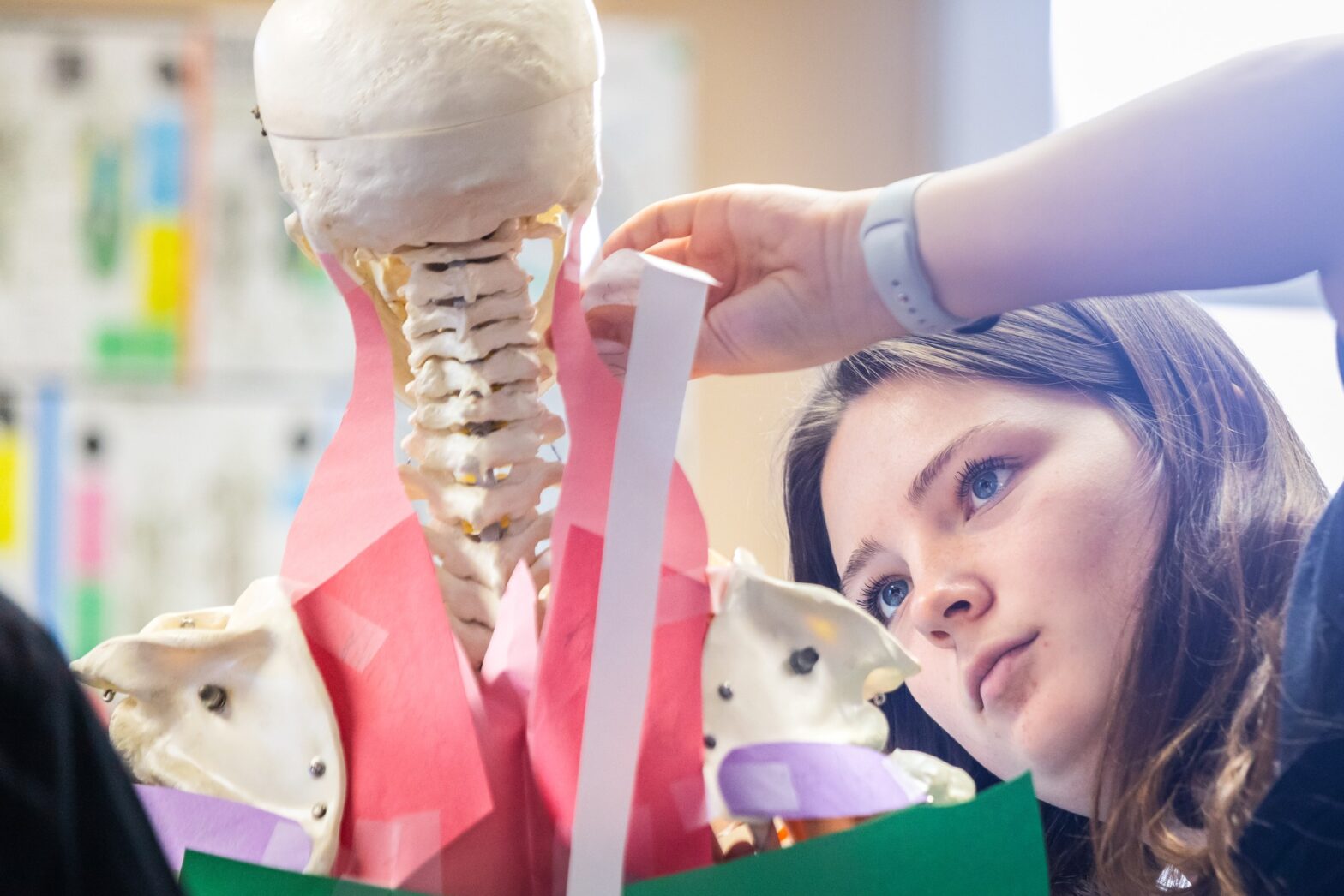 Class 67 took to the skeletons this morning and reviewed for their upcoming Kinesiology practical by getting a little artsy! They broke off into groups and then used construction paper to visually sho...